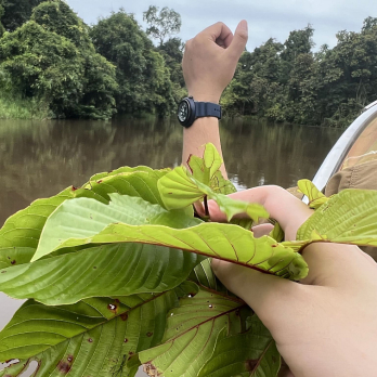 Guía de viaje en búsqueda del mejor kratom